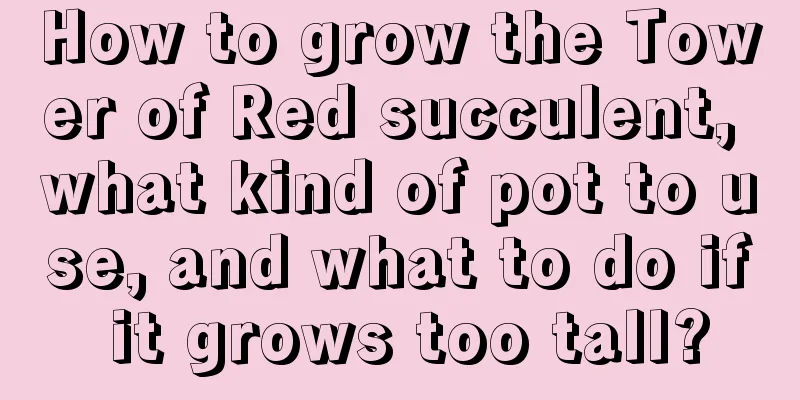 How to grow the Tower of Red succulent, what kind of pot to use, and what to do if it grows too tall?