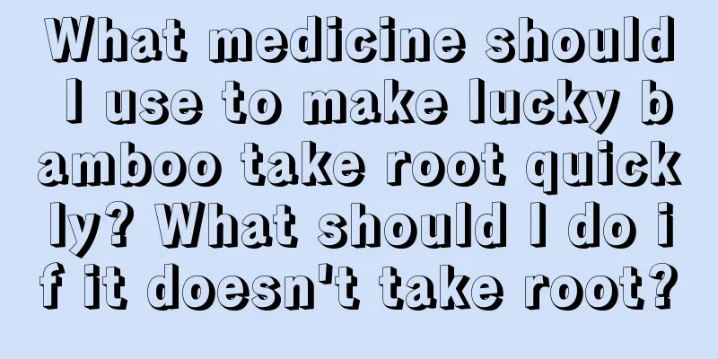 What medicine should I use to make lucky bamboo take root quickly? What should I do if it doesn't take root?