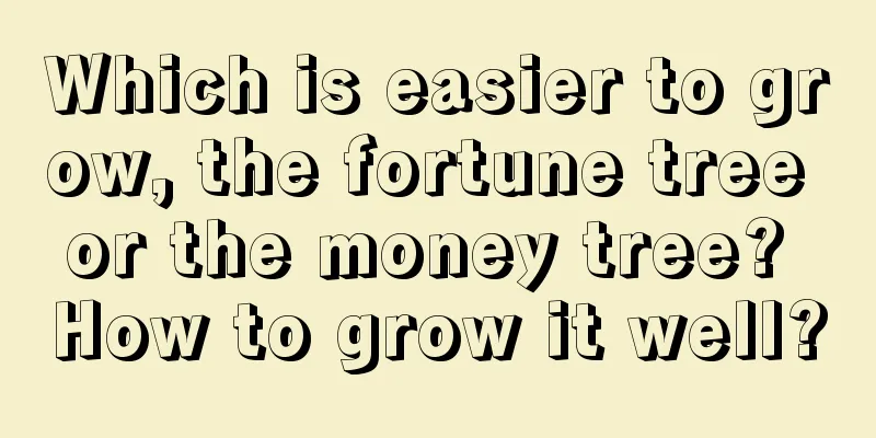 Which is easier to grow, the fortune tree or the money tree? How to grow it well?