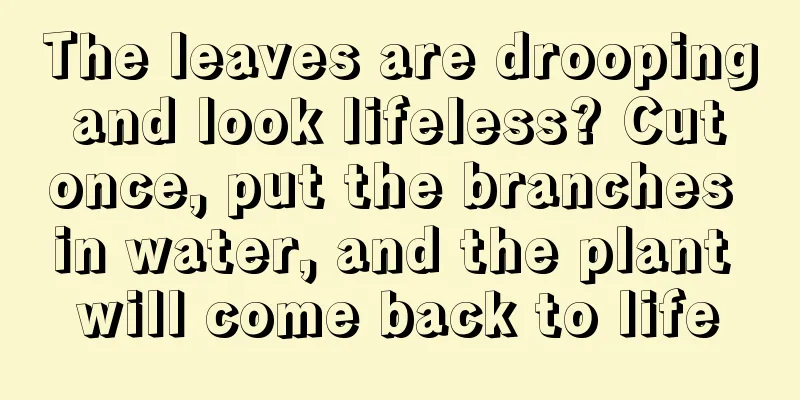 The leaves are drooping and look lifeless? Cut once, put the branches in water, and the plant will come back to life