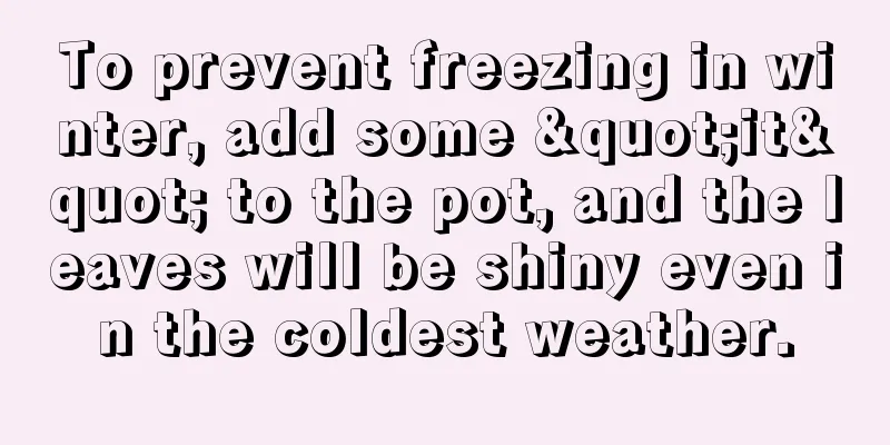 To prevent freezing in winter, add some "it" to the pot, and the leaves will be shiny even in the coldest weather.