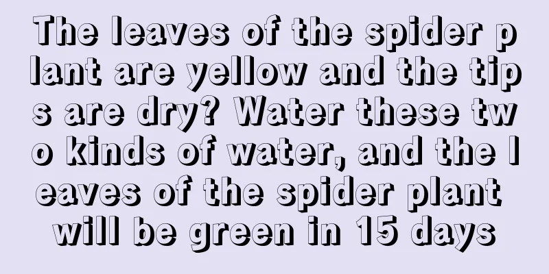 The leaves of the spider plant are yellow and the tips are dry? Water these two kinds of water, and the leaves of the spider plant will be green in 15 days