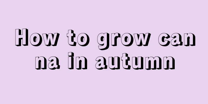 How to grow canna in autumn