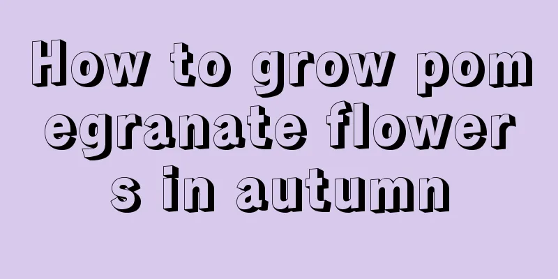 How to grow pomegranate flowers in autumn