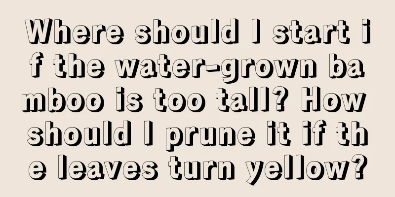 Where should I start if the water-grown bamboo is too tall? How should I prune it if the leaves turn yellow?