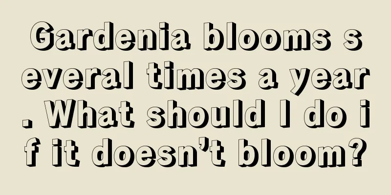 Gardenia blooms several times a year. What should I do if it doesn’t bloom?