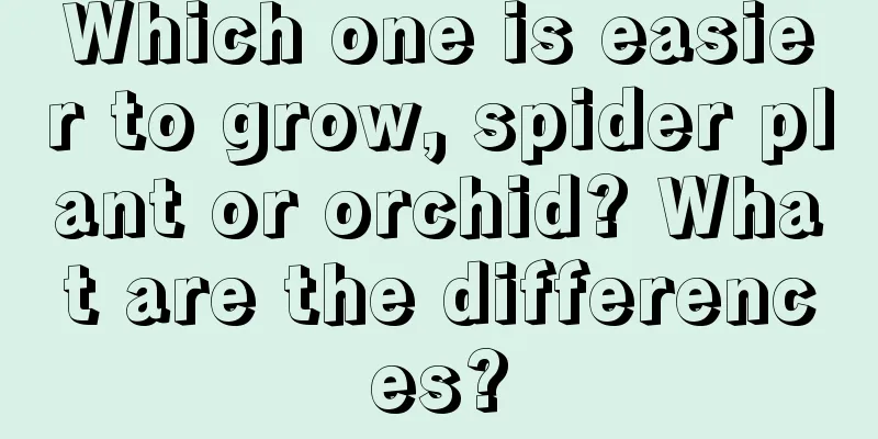 Which one is easier to grow, spider plant or orchid? What are the differences?