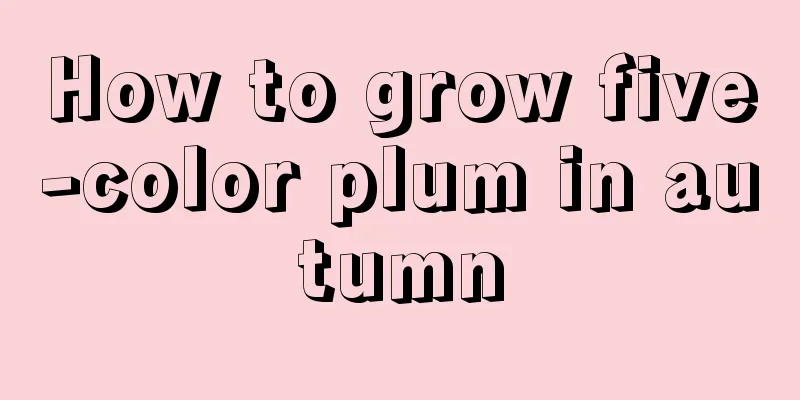 How to grow five-color plum in autumn