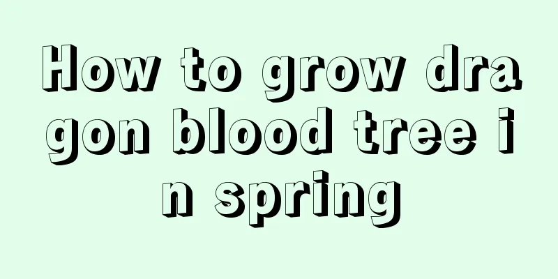 How to grow dragon blood tree in spring