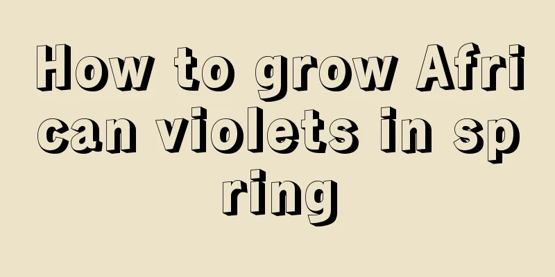 How to grow African violets in spring