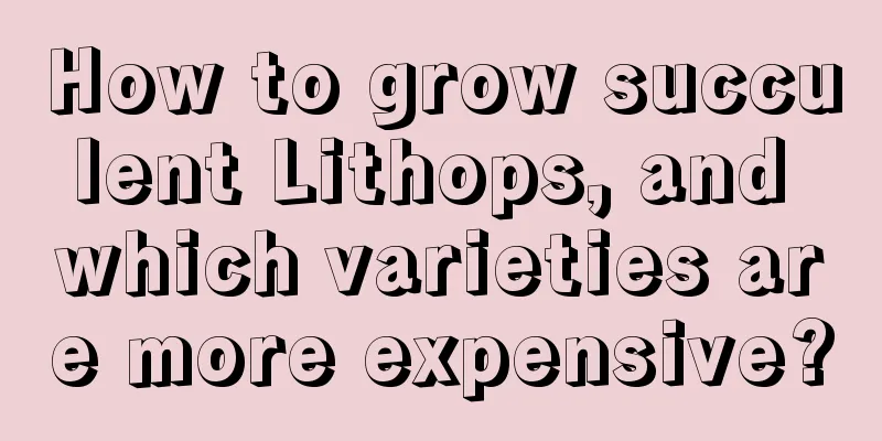 How to grow succulent Lithops, and which varieties are more expensive?