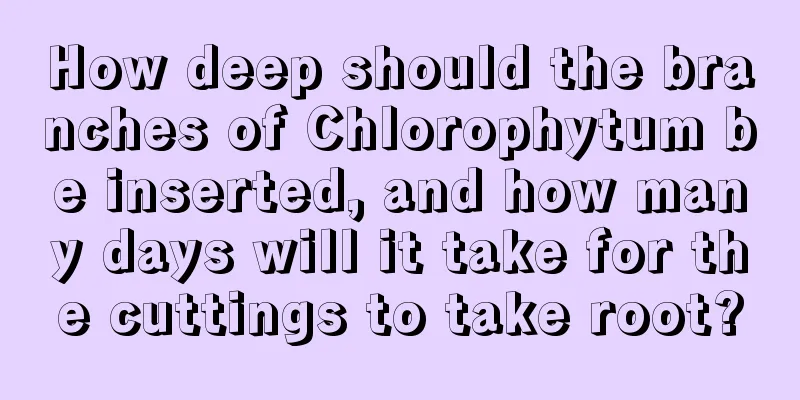 How deep should the branches of Chlorophytum be inserted, and how many days will it take for the cuttings to take root?