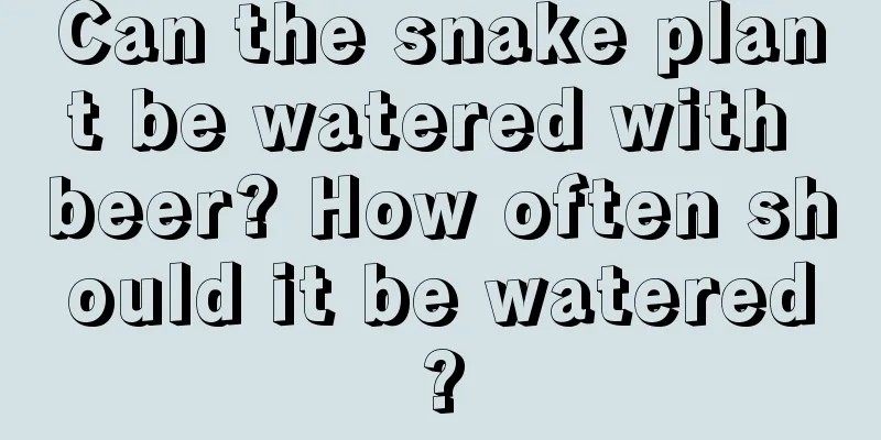 Can the snake plant be watered with beer? How often should it be watered?