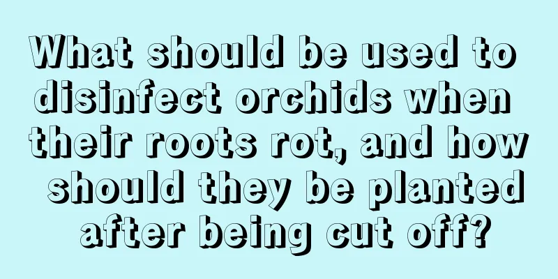 What should be used to disinfect orchids when their roots rot, and how should they be planted after being cut off?