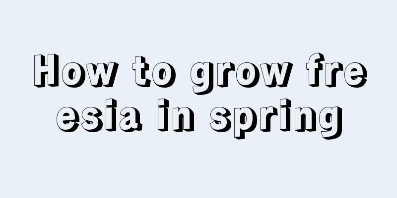 How to grow freesia in spring