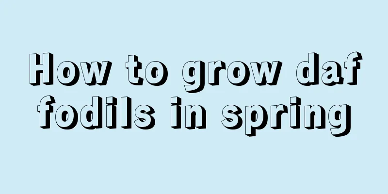 How to grow daffodils in spring