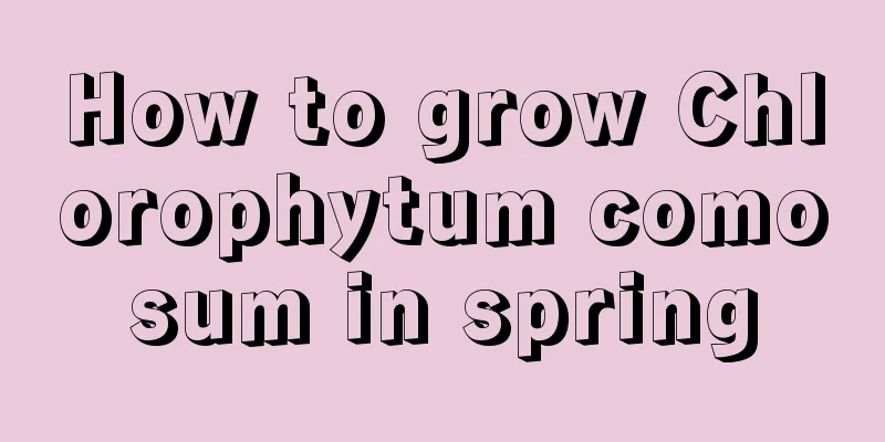 How to grow Chlorophytum comosum in spring