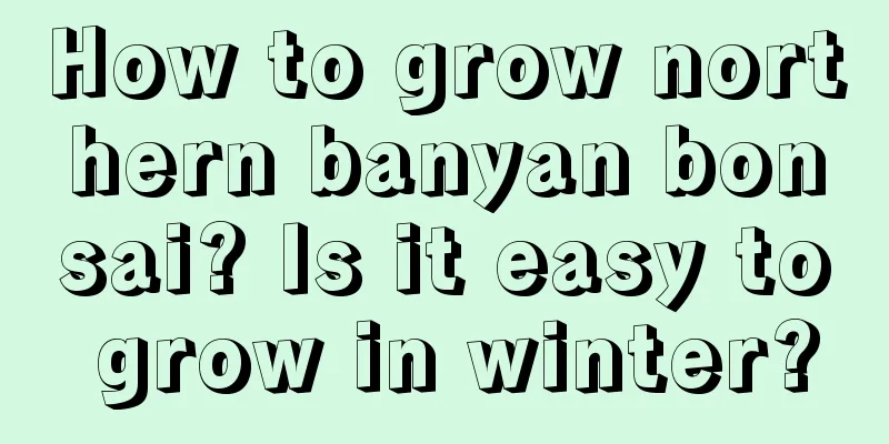 How to grow northern banyan bonsai? Is it easy to grow in winter?