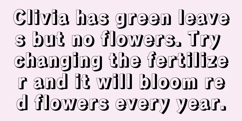 Clivia has green leaves but no flowers. Try changing the fertilizer and it will bloom red flowers every year.