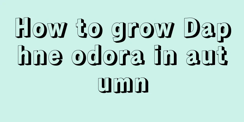 How to grow Daphne odora in autumn