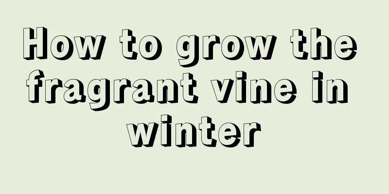 How to grow the fragrant vine in winter