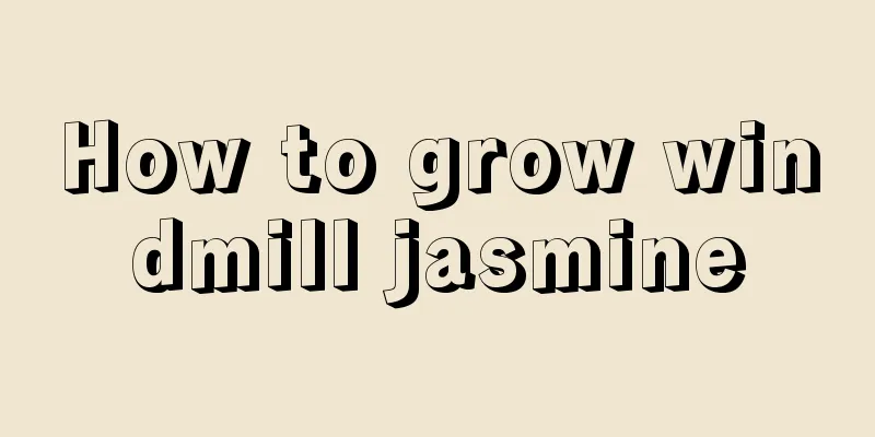 How to grow windmill jasmine