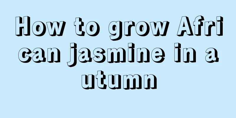 How to grow African jasmine in autumn