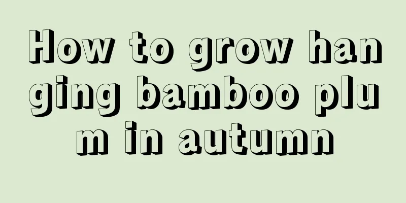 How to grow hanging bamboo plum in autumn