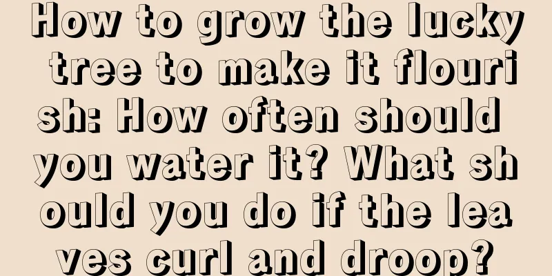 How to grow the lucky tree to make it flourish: How often should you water it? What should you do if the leaves curl and droop?