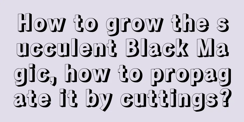 How to grow the succulent Black Magic, how to propagate it by cuttings?