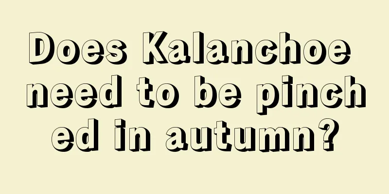 Does Kalanchoe need to be pinched in autumn?