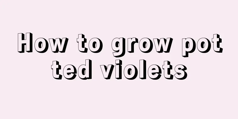 How to grow potted violets