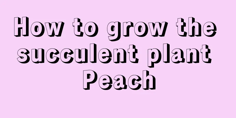 How to grow the succulent plant Peach