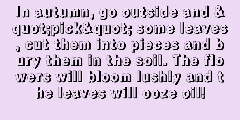 In autumn, go outside and "pick" some leaves, cut them into pieces and bury them in the soil. The flowers will bloom lushly and the leaves will ooze oil!