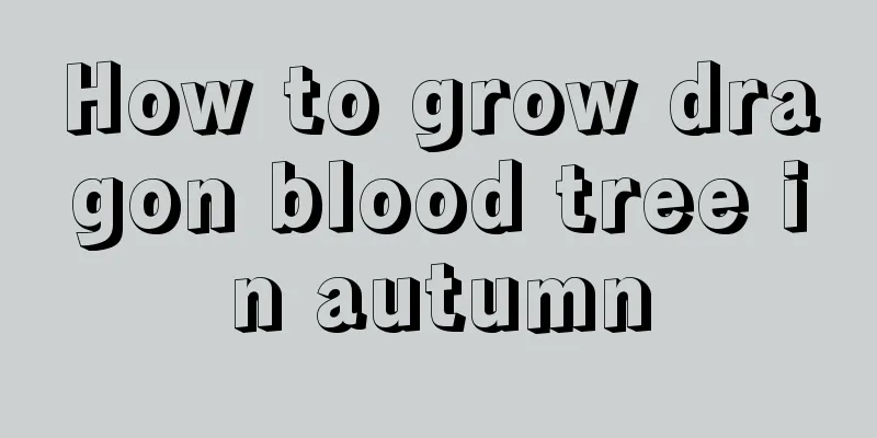 How to grow dragon blood tree in autumn