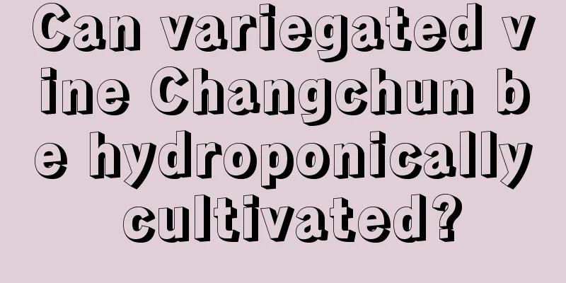 Can variegated vine Changchun be hydroponically cultivated?