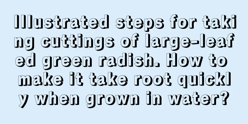 Illustrated steps for taking cuttings of large-leafed green radish. How to make it take root quickly when grown in water?