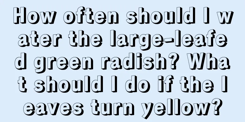 How often should I water the large-leafed green radish? What should I do if the leaves turn yellow?