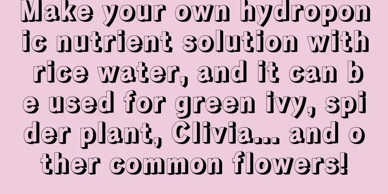 Make your own hydroponic nutrient solution with rice water, and it can be used for green ivy, spider plant, Clivia... and other common flowers!