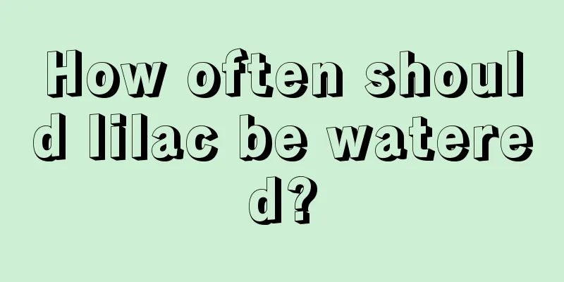 How often should lilac be watered?