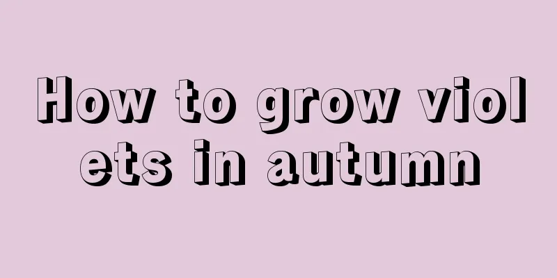 How to grow violets in autumn