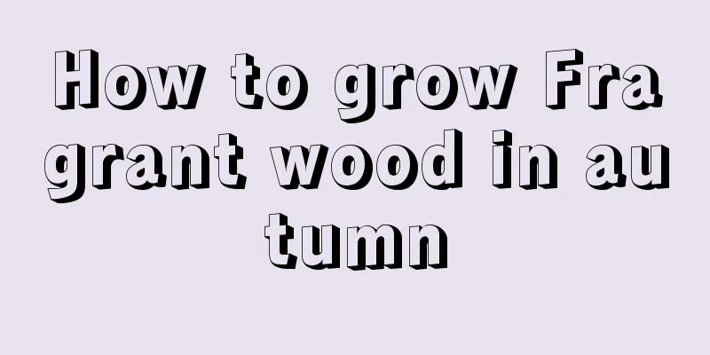 How to grow Fragrant wood in autumn