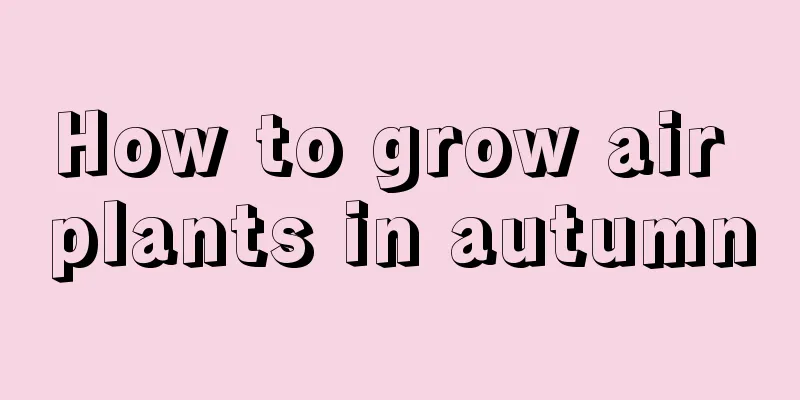 How to grow air plants in autumn