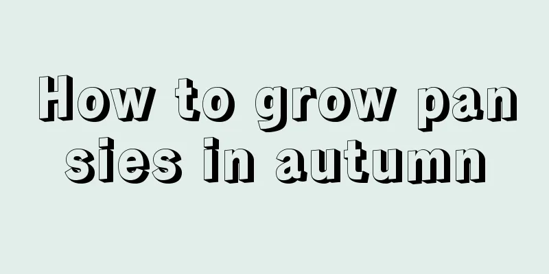 How to grow pansies in autumn