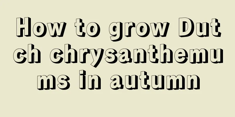 How to grow Dutch chrysanthemums in autumn