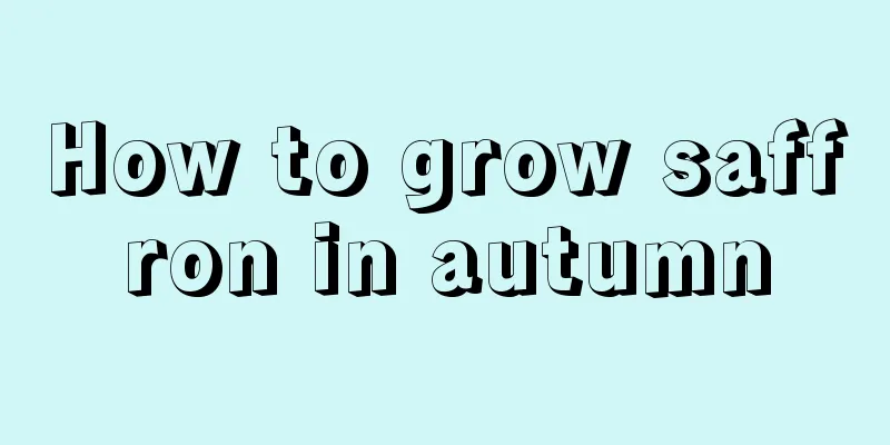 How to grow saffron in autumn