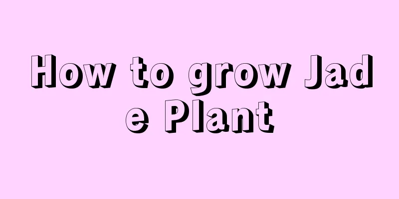 How to grow Jade Plant