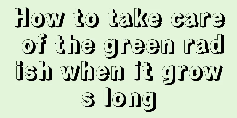 How to take care of the green radish when it grows long