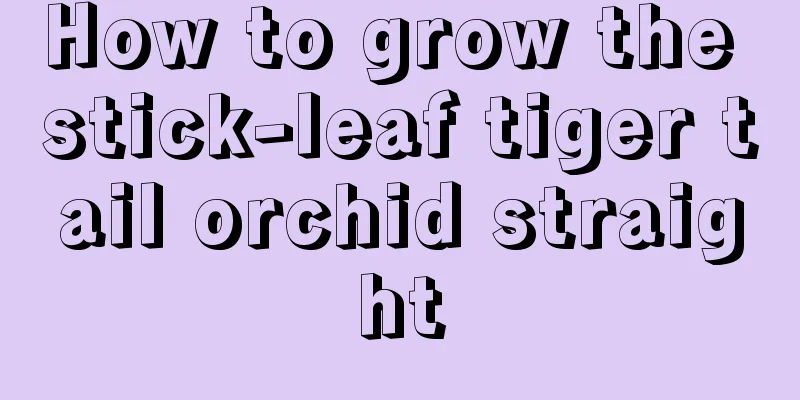 How to grow the stick-leaf tiger tail orchid straight