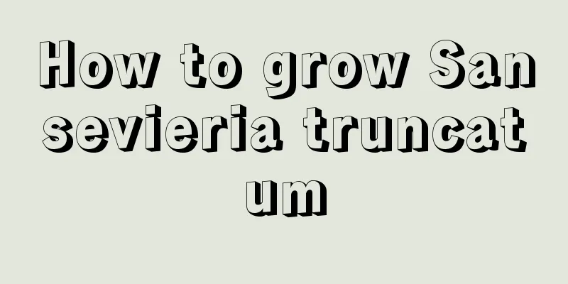 How to grow Sansevieria truncatum